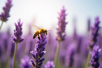 Champ de lavande en fleurs avec une abeille butinant
